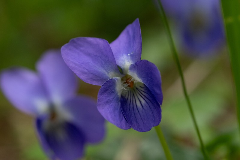 Viola suavis subsp. adriatica