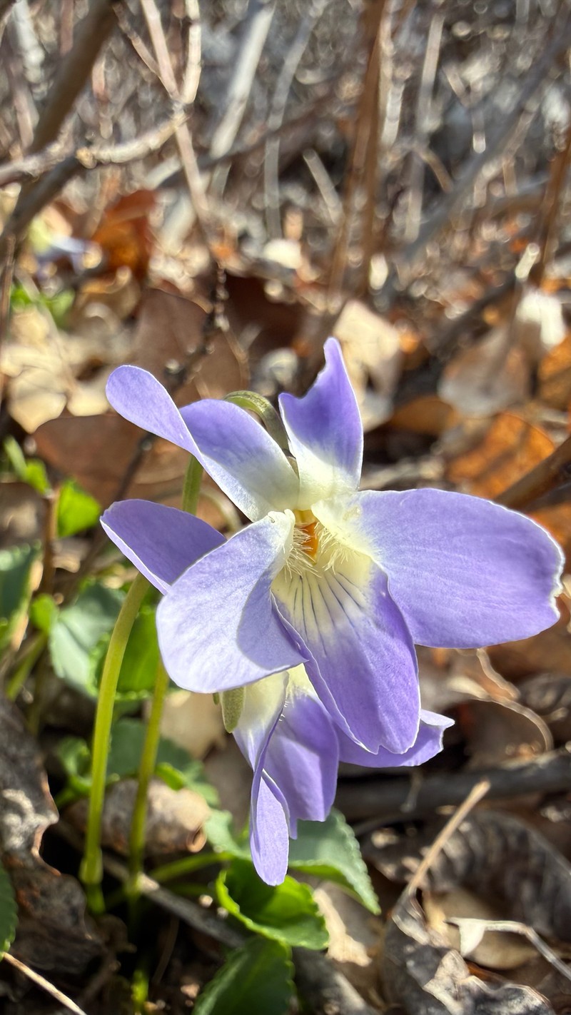 Viola suavis subsp. adriatica photo 2