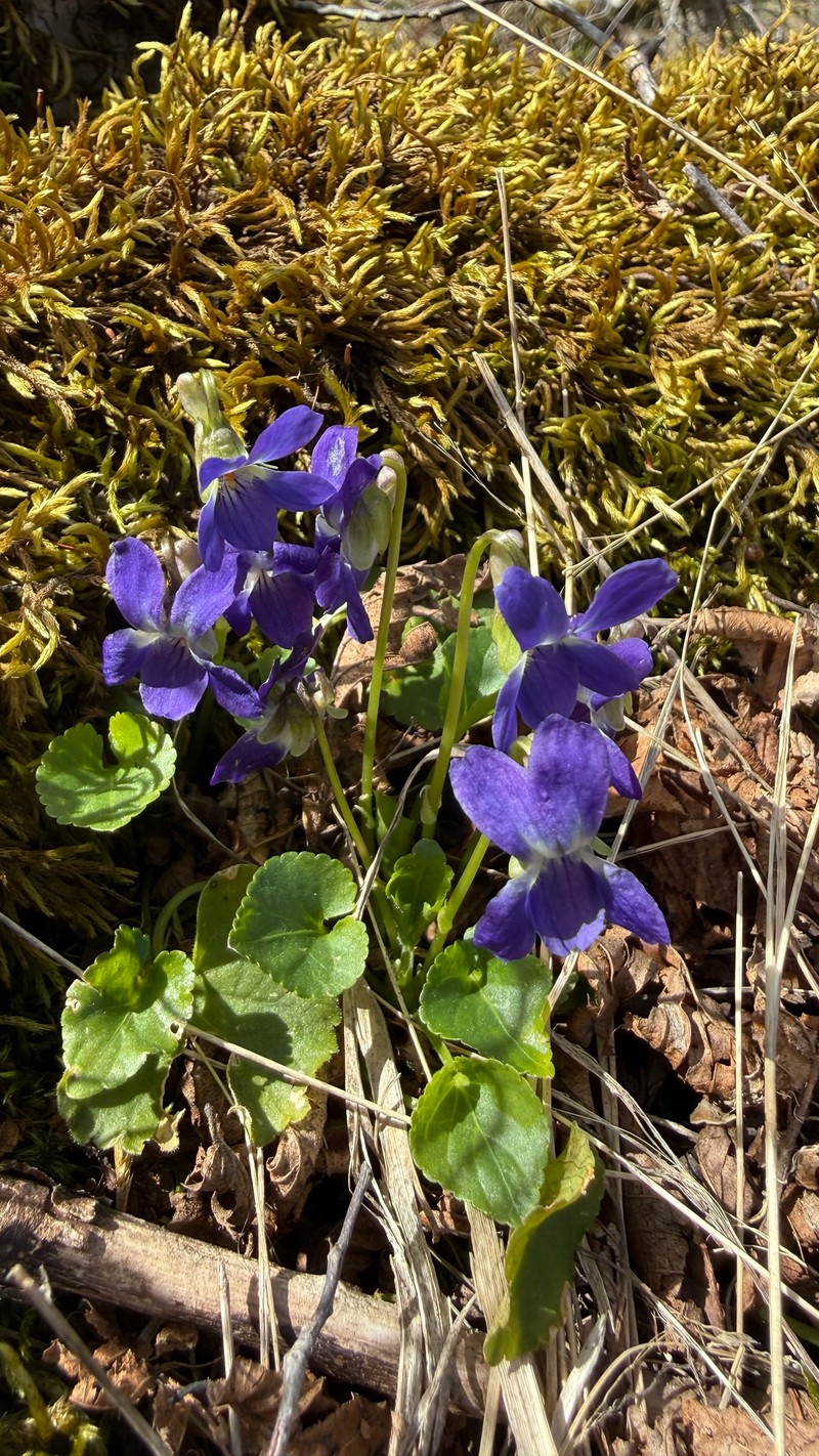 Viola suavis subsp. adriatica photo 3