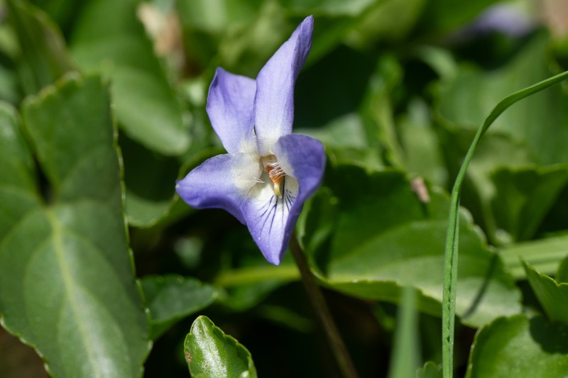 Viola suavis subsp. adriatica photo 4