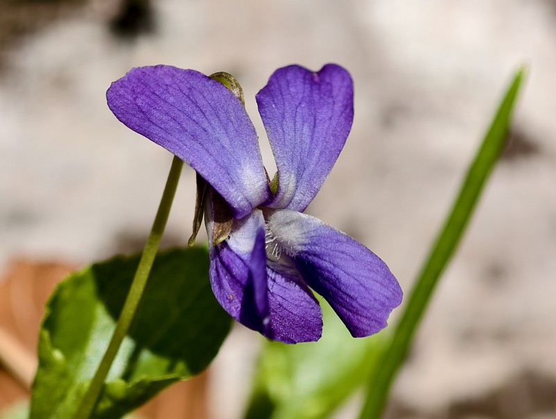 Viola suavis subsp. adriatica photo 5