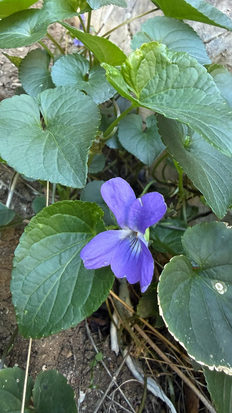 Viola suavis subsp. adriatica photo 6