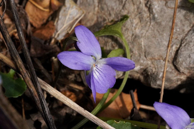 Viola suavis subsp. adriatica photo 7
