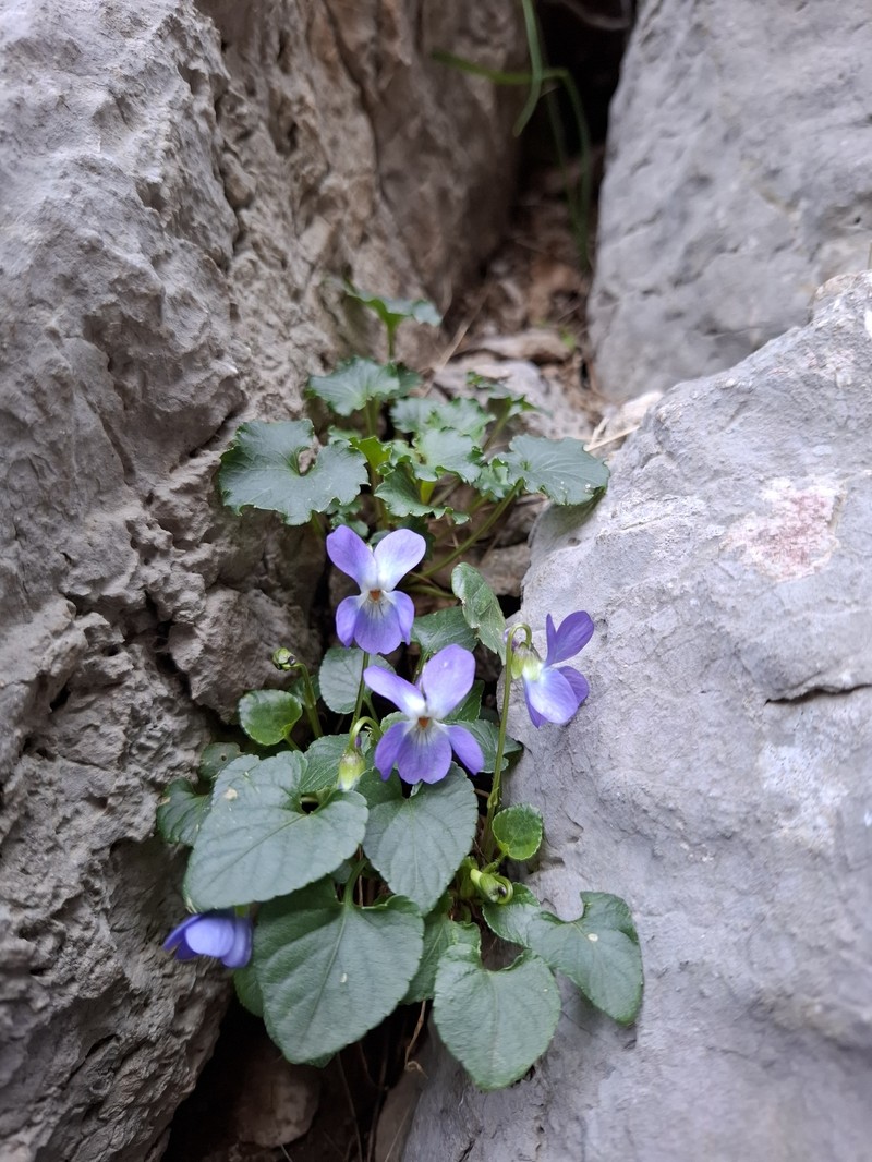 Viola suavis subsp. adriatica photo 8