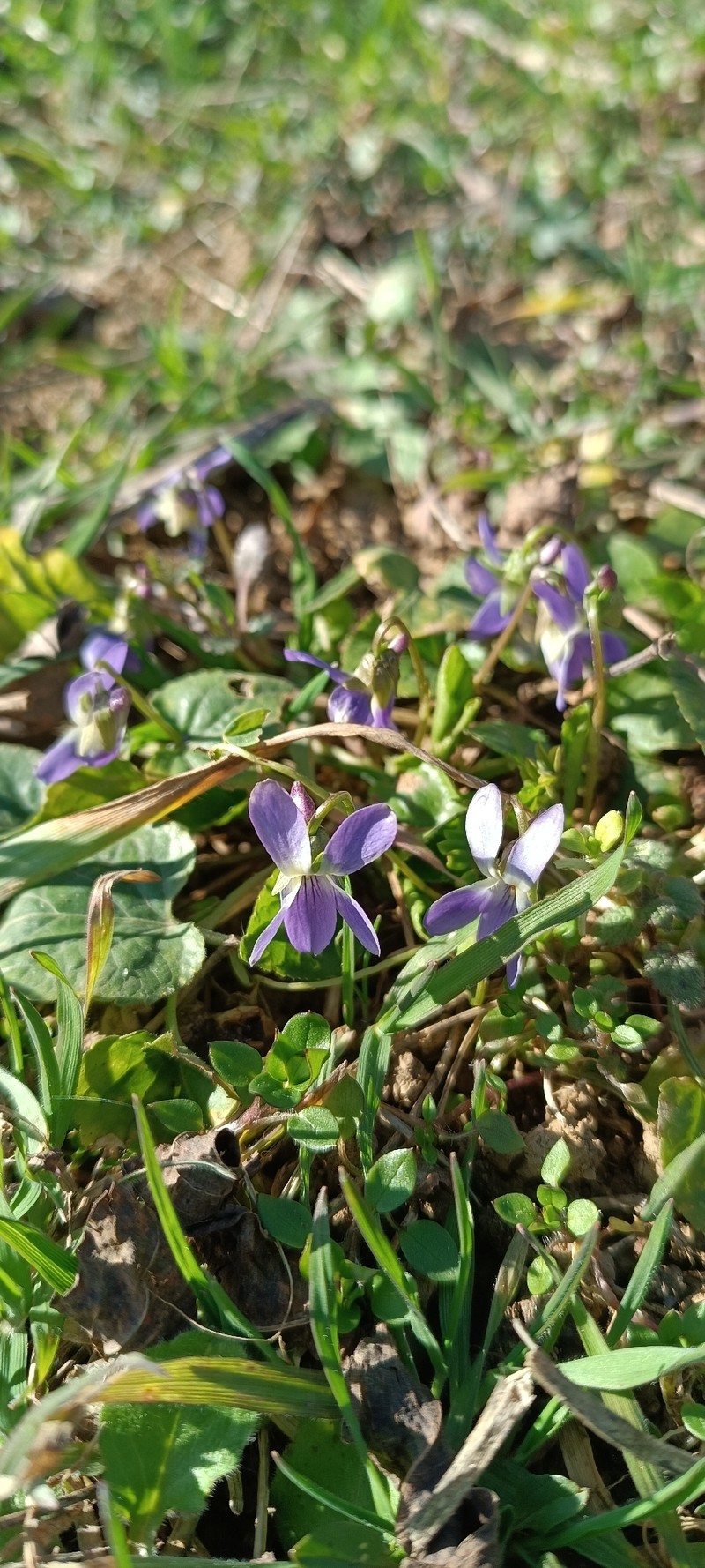 Viola suavis subsp. suavis