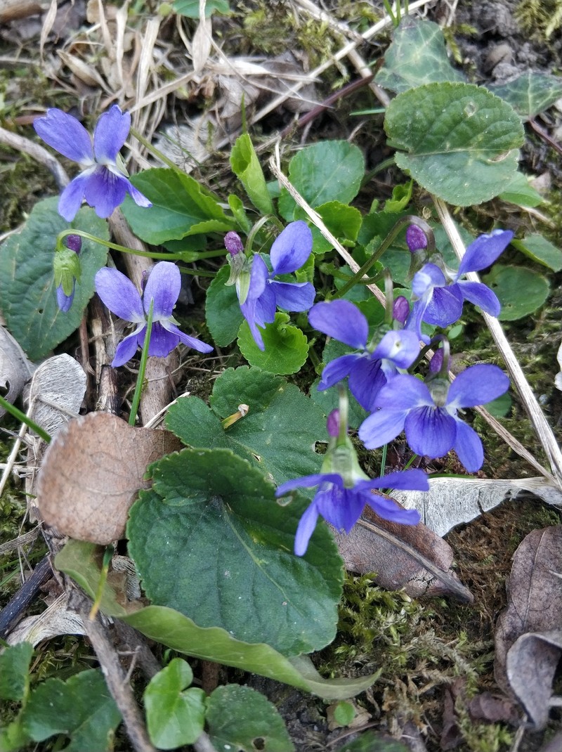 Viola suavis subsp. suavis photo 2