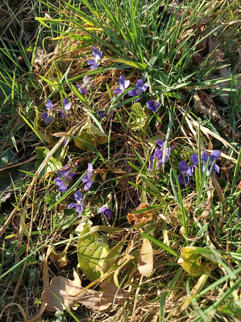 Viola suavis subsp. suavis photo 3