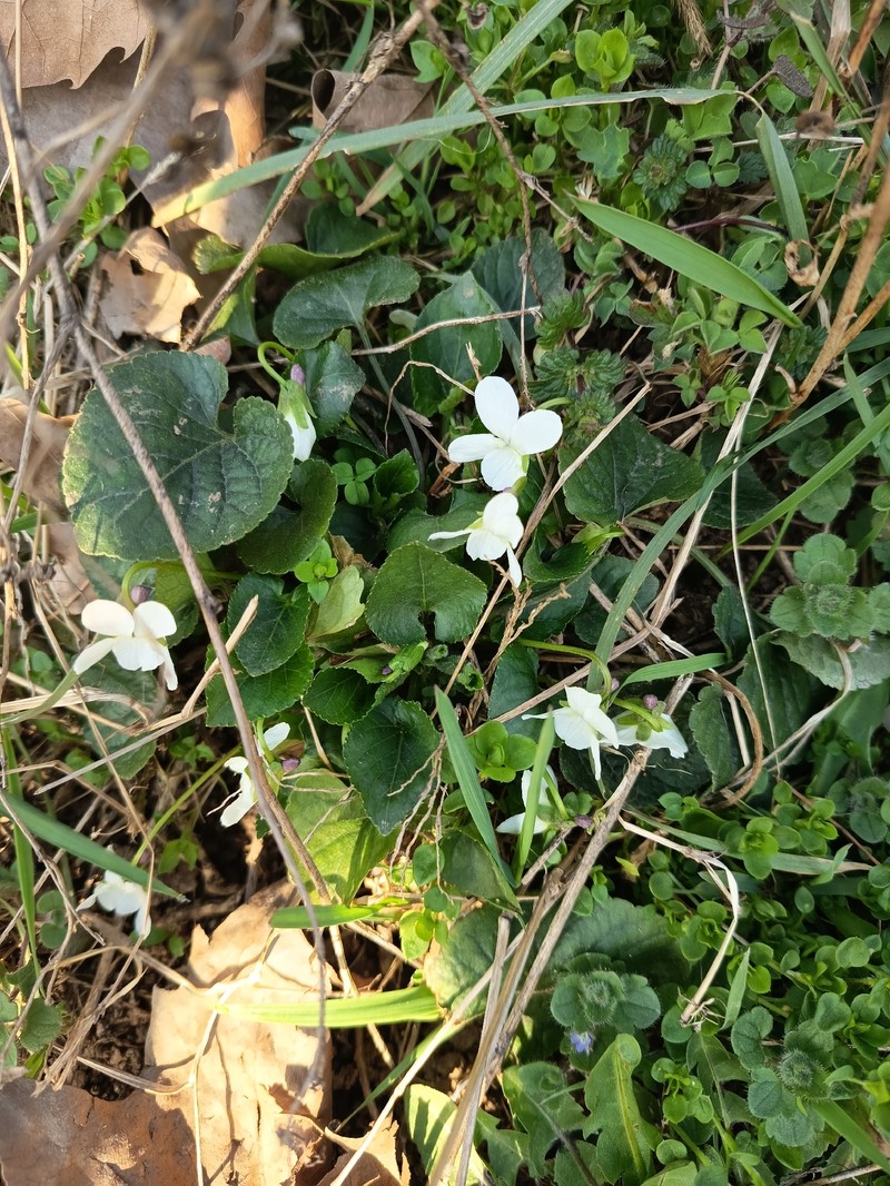 Viola suavis subsp. suavis photo 4
