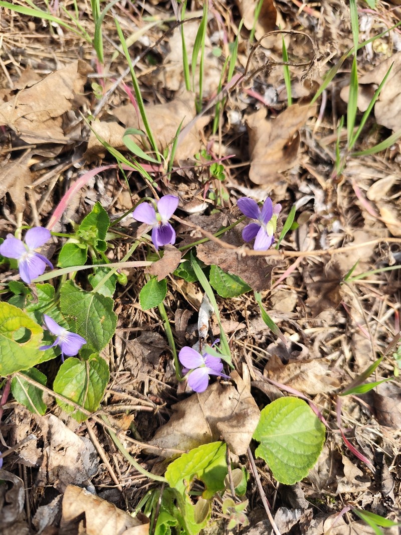 Viola suavis subsp. suavis photo 5