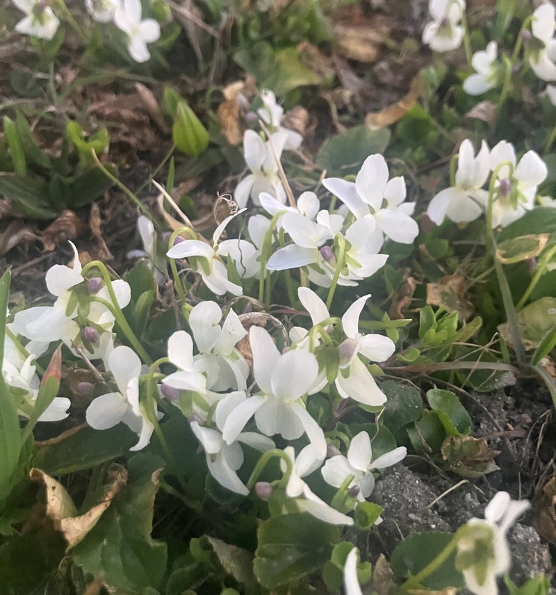 Viola suavis subsp. suavis photo 6