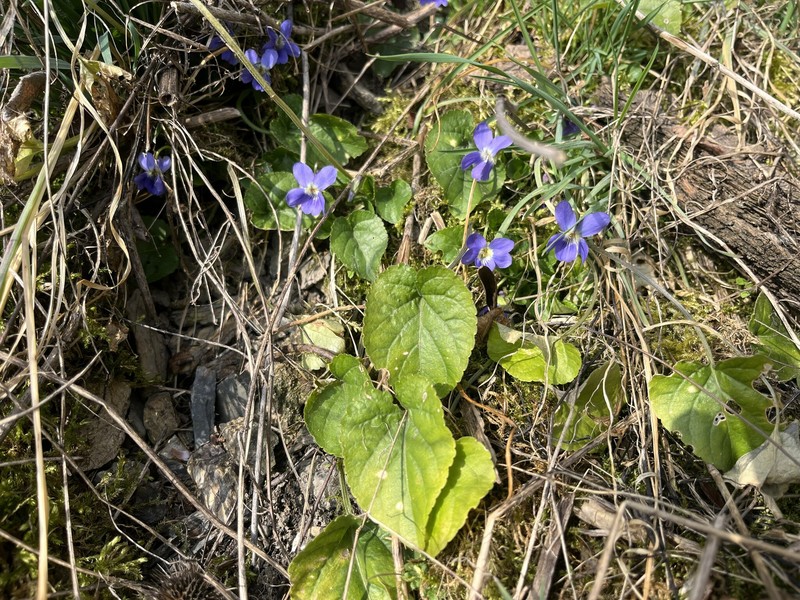Viola suavis subsp. suavis photo 7
