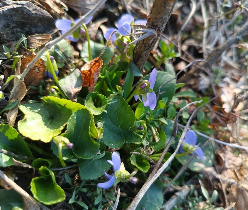 Viola suavis subsp. suavis photo 8