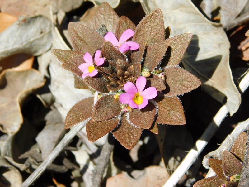 Viola subandina photo 2