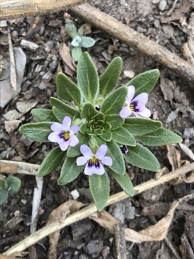 Viola subandina photo 3