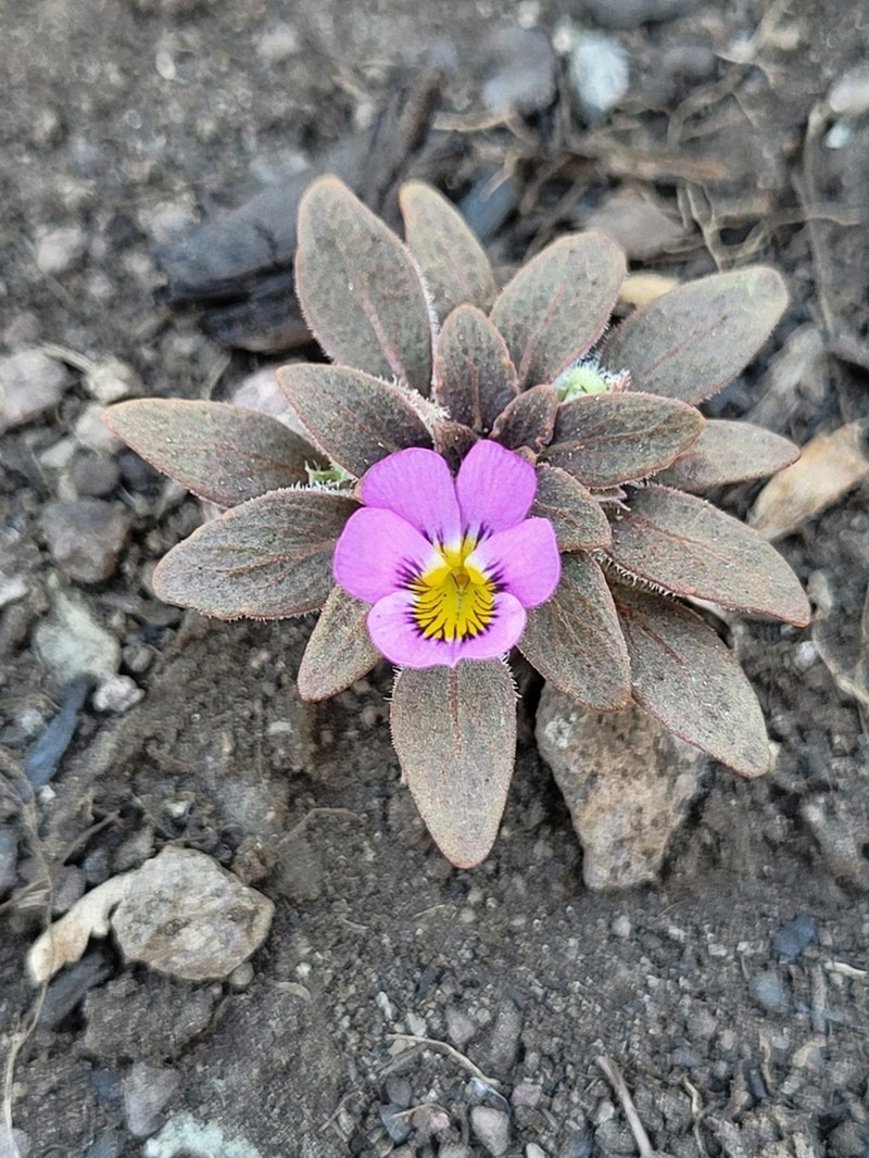 Viola subandina photo 4