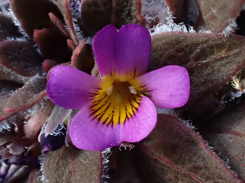 Viola subandina photo 5