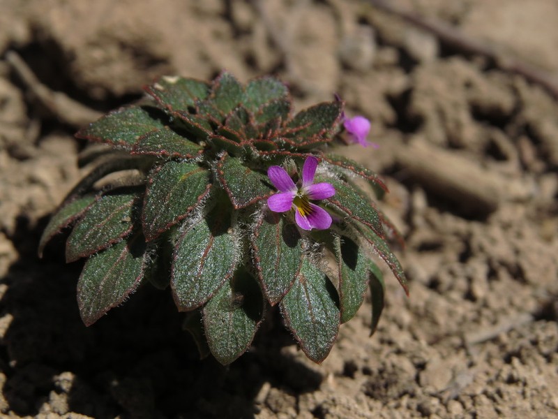 Viola subandina photo 6