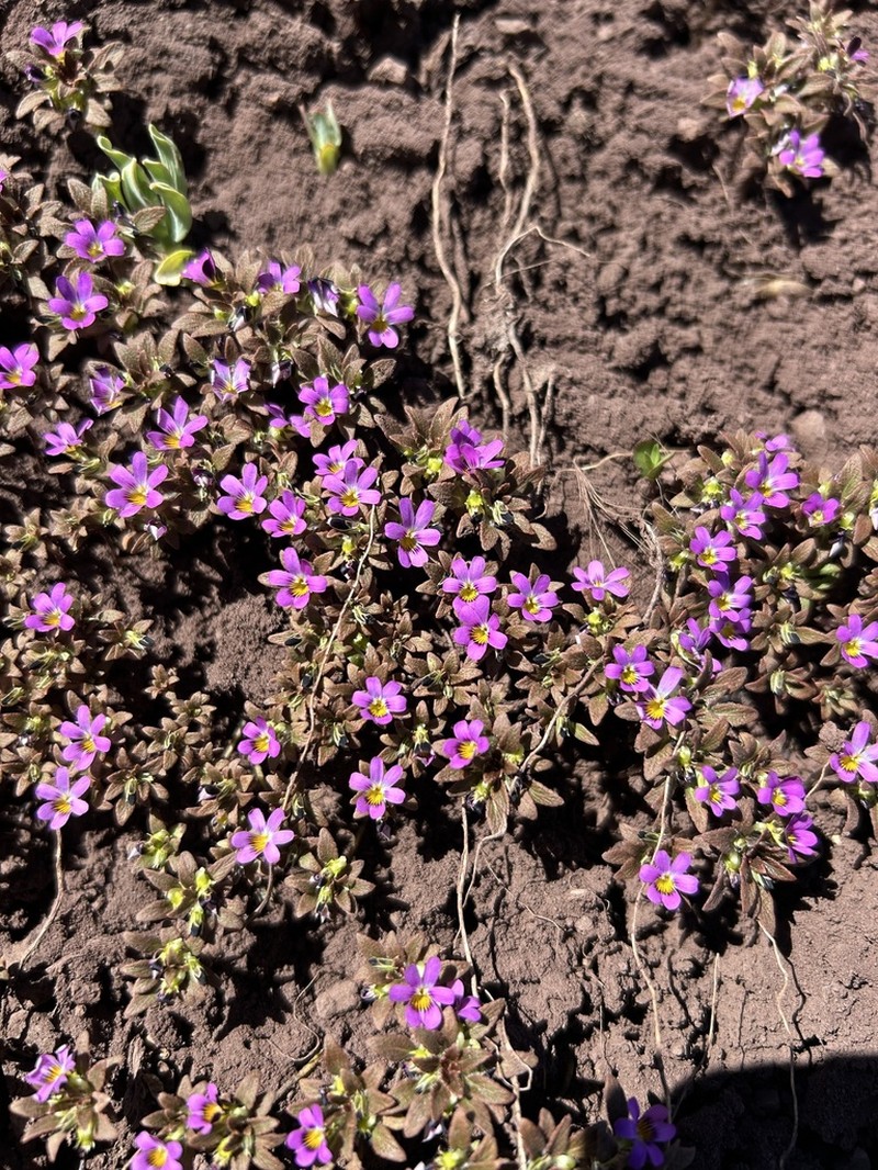 Viola subandina photo 7