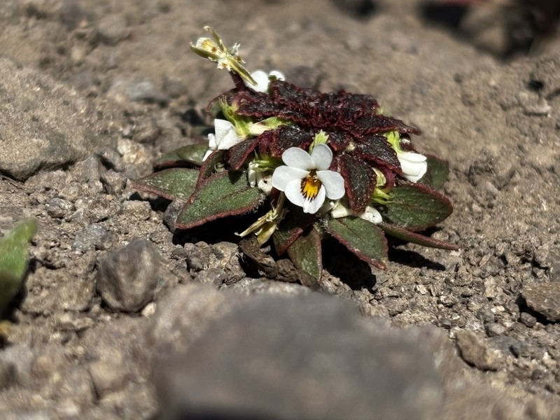 Viola subandina photo 8