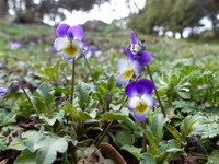 Viola subatlantica