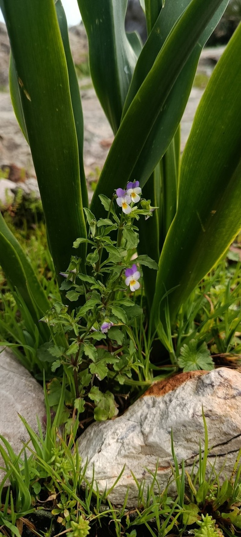 Viola subatlantica photo 2