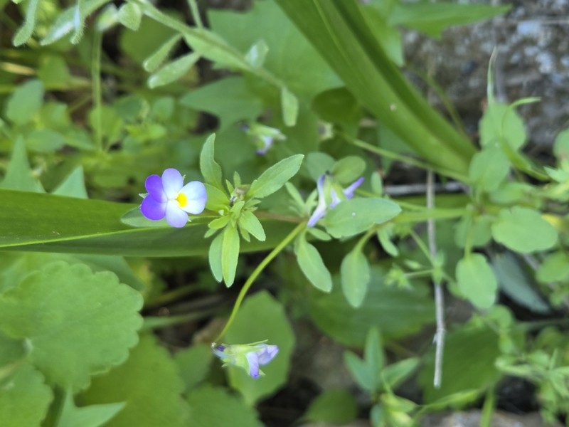 Viola subatlantica photo 3