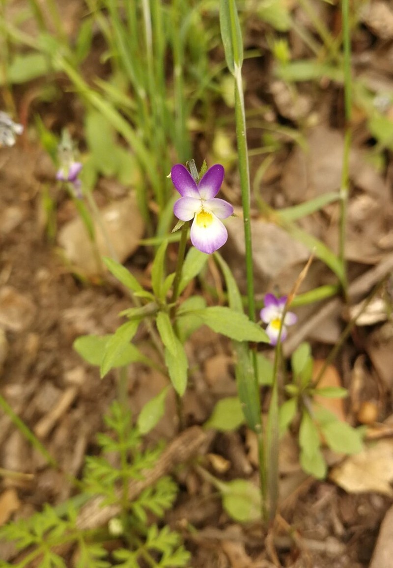 Viola subatlantica photo 4