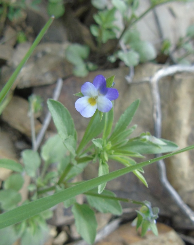 Viola subatlantica photo 5