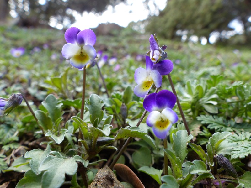 Viola subatlantica photo 8