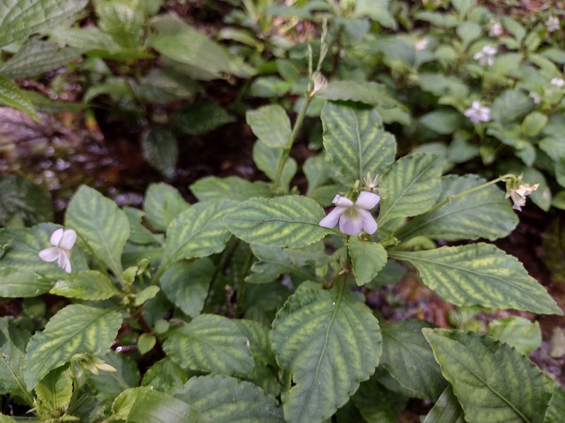 Viola subdimidiata photo 2