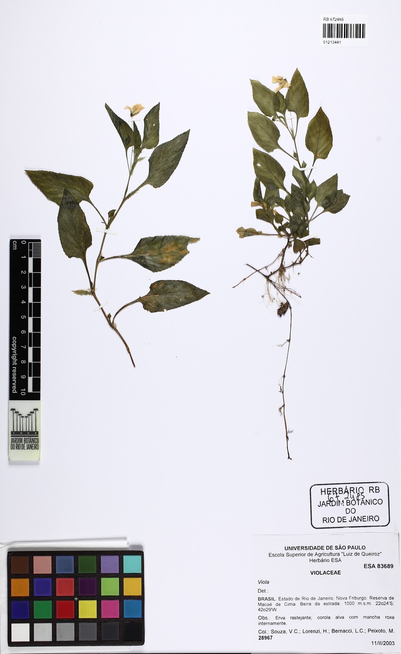 Viola subdimidiata photo 3