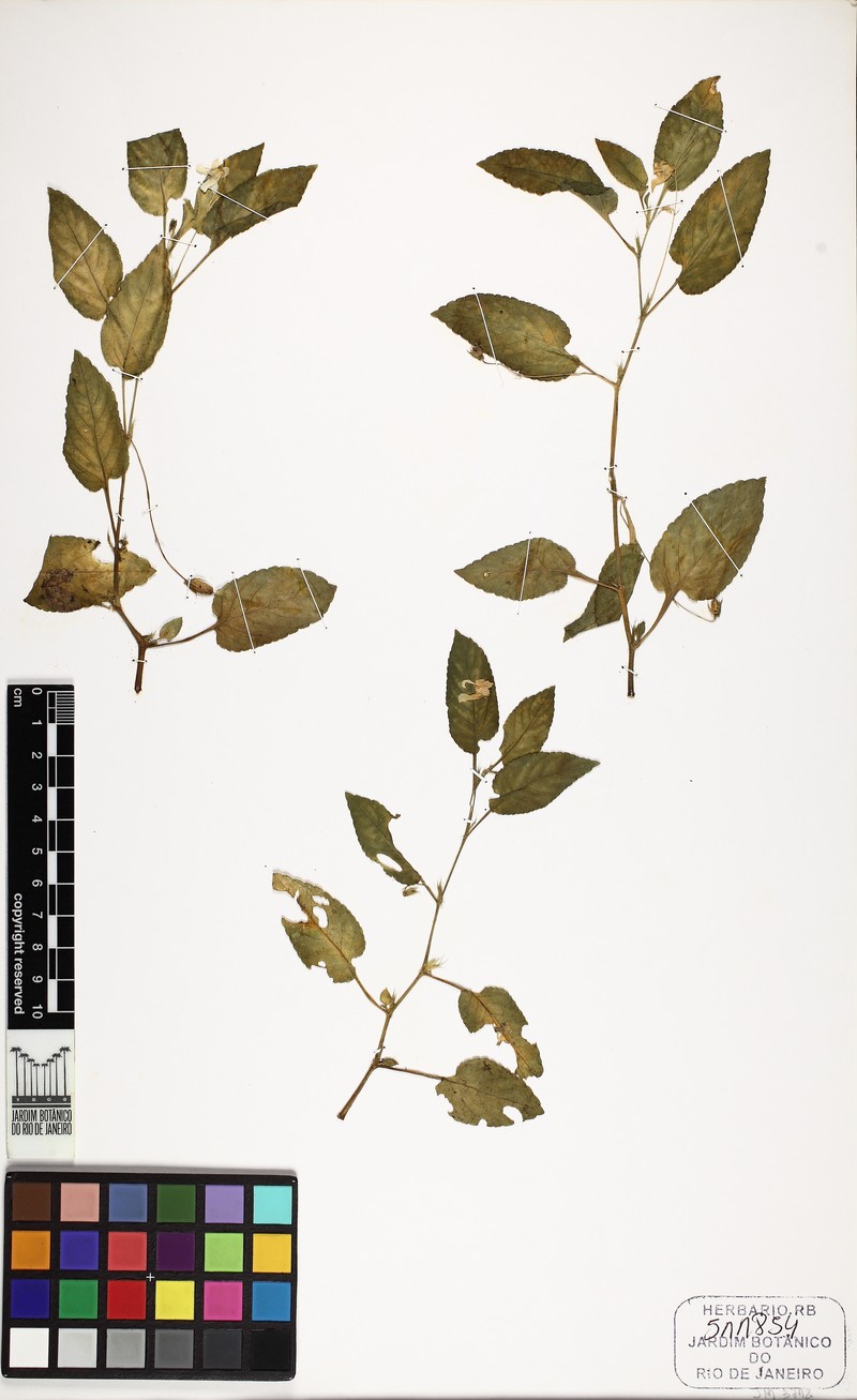 Viola subdimidiata photo 4