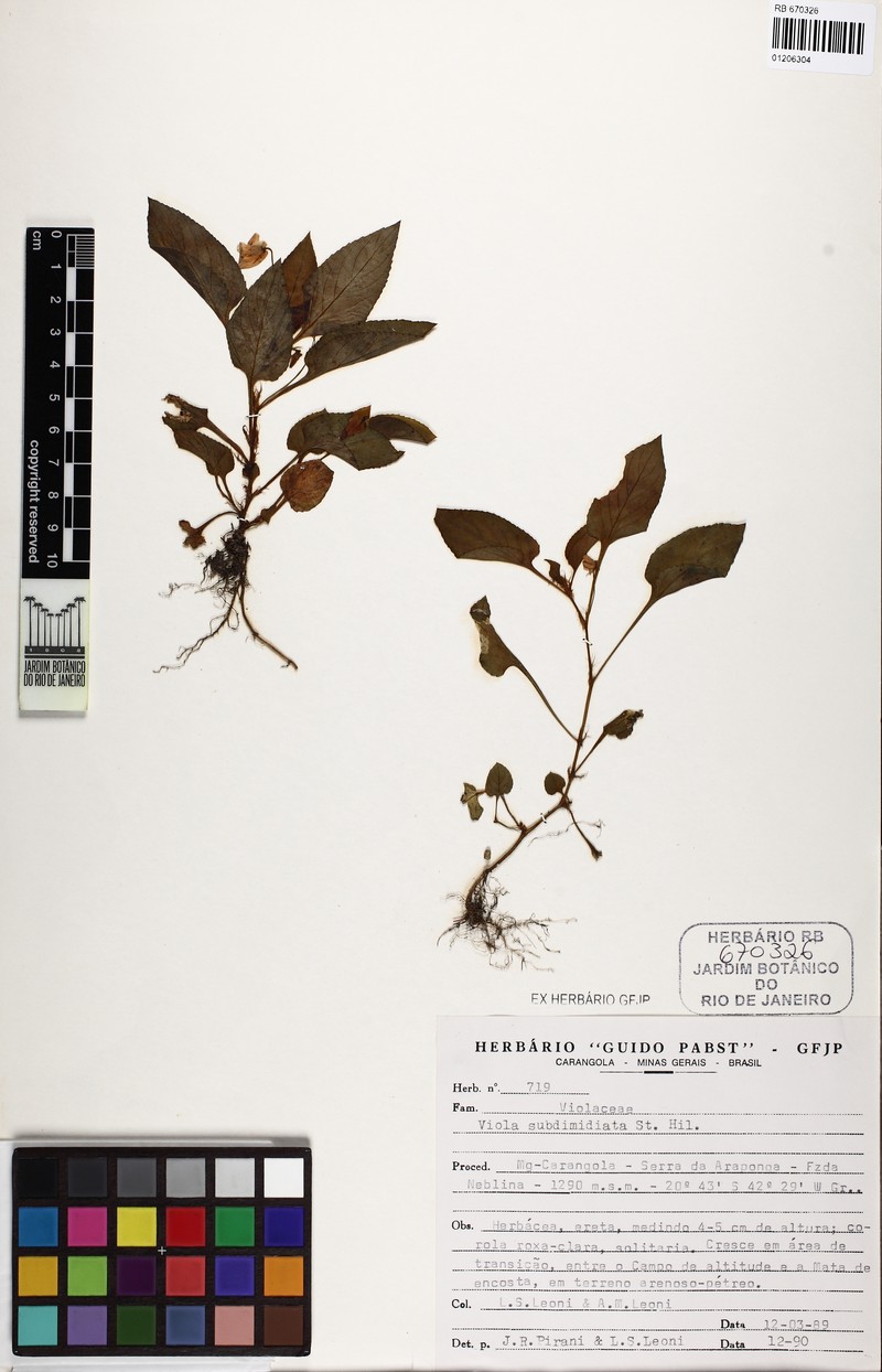 Viola subdimidiata photo 5
