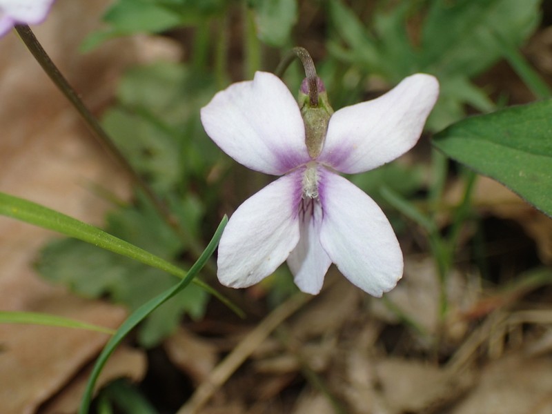 Viola subsinuata photo 2