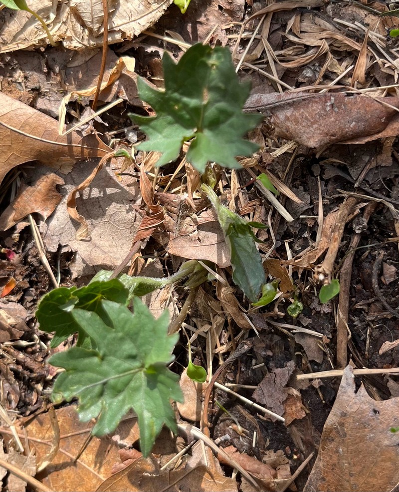 Viola subsinuata photo 3
