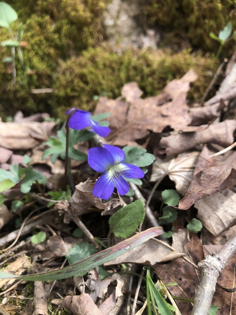 Viola subsinuata photo 4