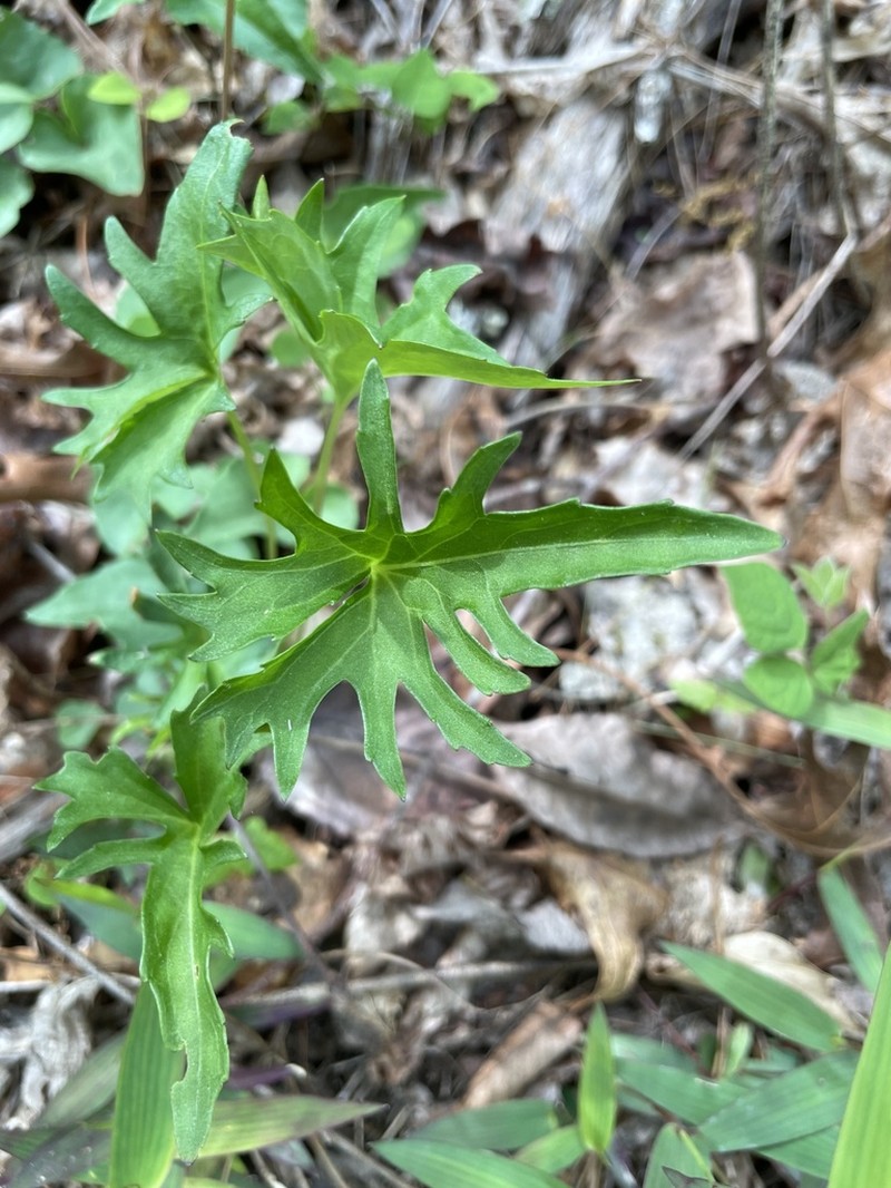 Viola subsinuata photo 5