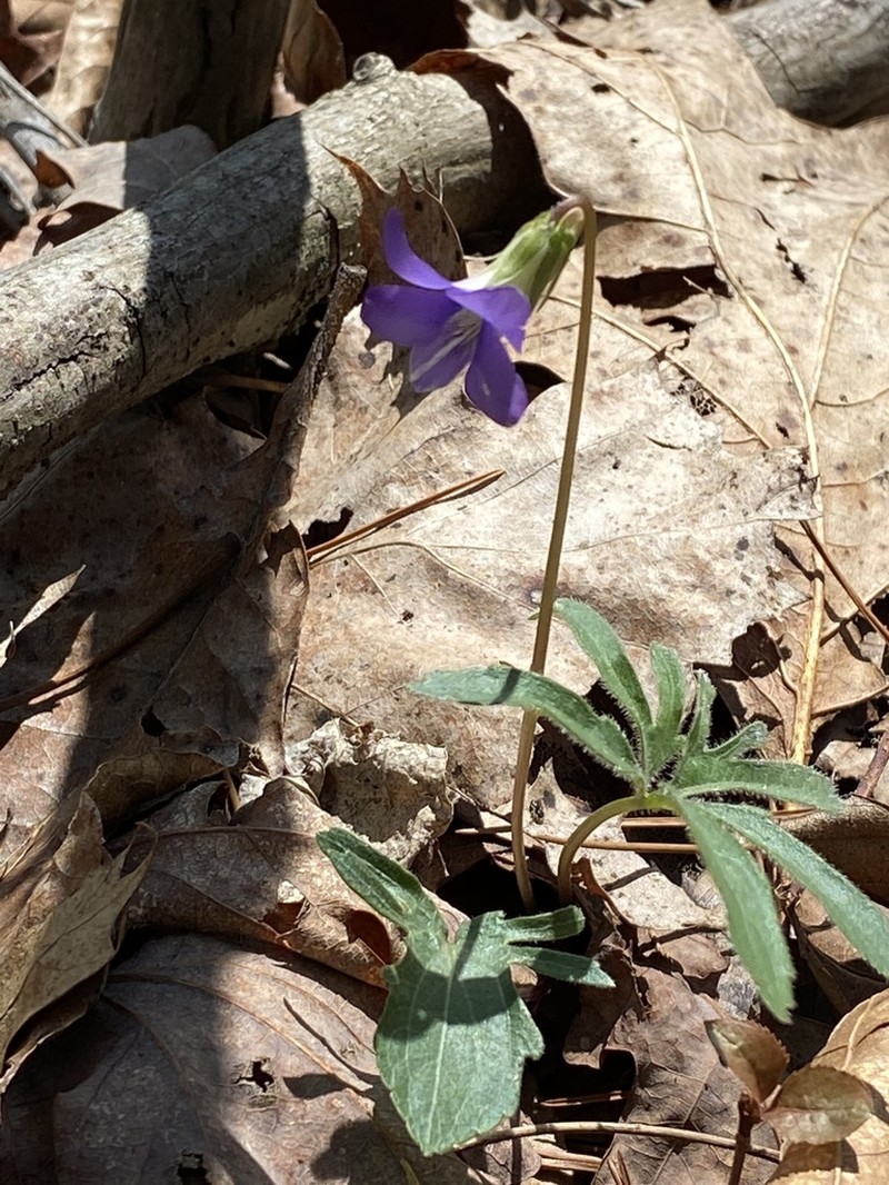 Viola subsinuata photo 6