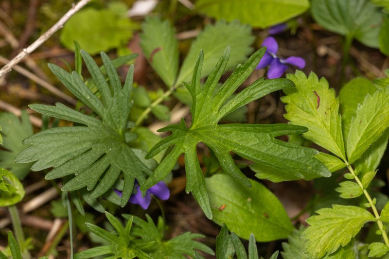 Viola subsinuata photo 7