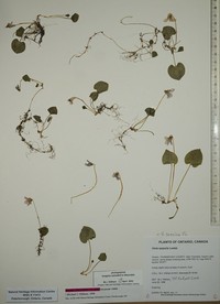 Viola suecica