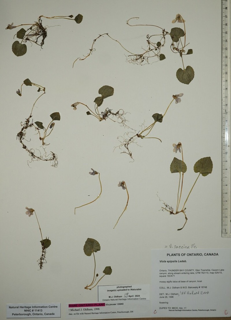 Viola suecica