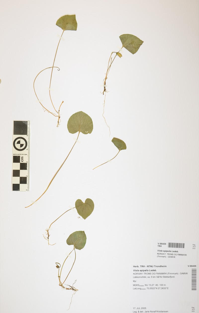 Viola suecica photo 2
