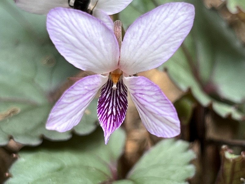 Viola sumatrana