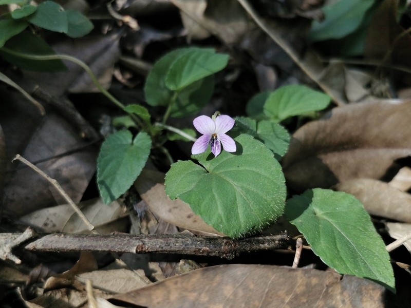Viola sumatrana photo 2