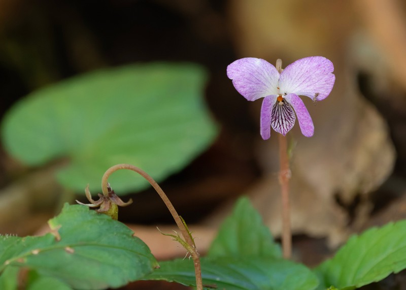 Viola sumatrana photo 3