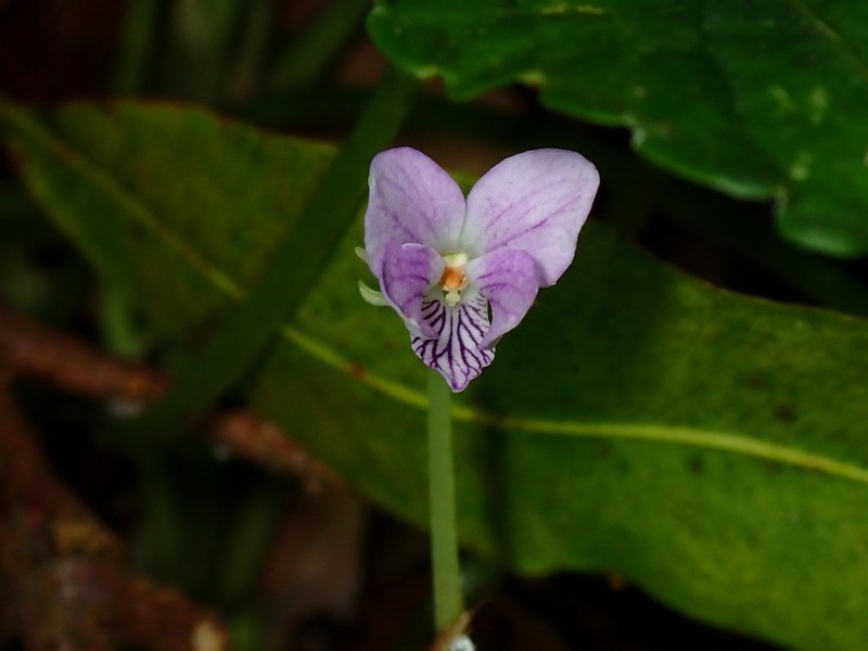 Viola sumatrana photo 4