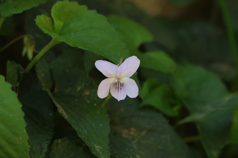 Viola sumatrana photo 5