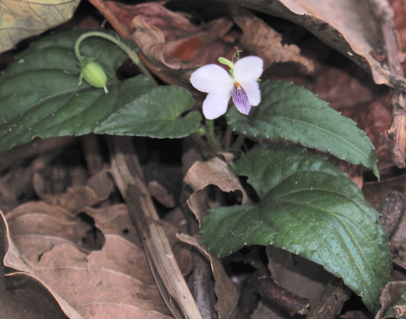 Viola sumatrana photo 6