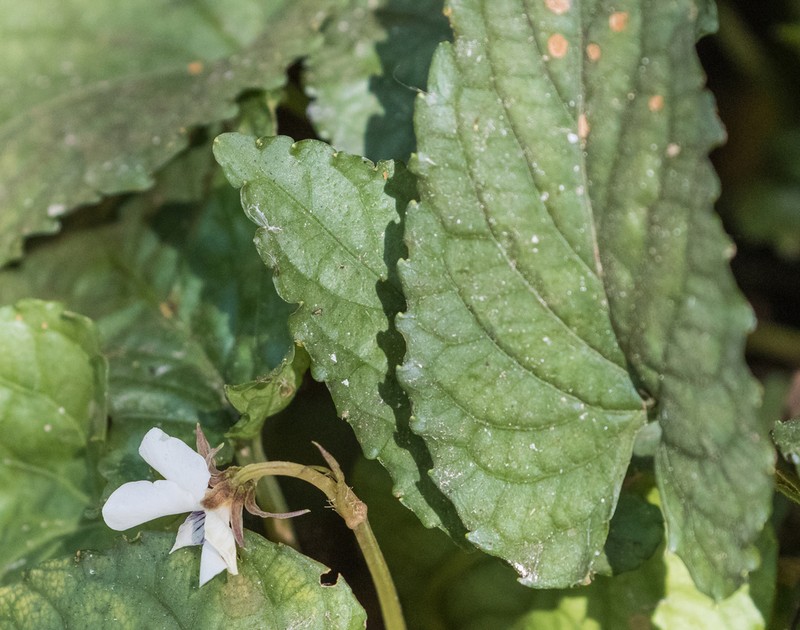 Viola sumatrana photo 7