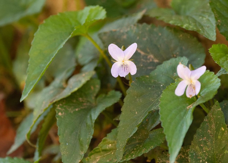 Viola sumatrana photo 8